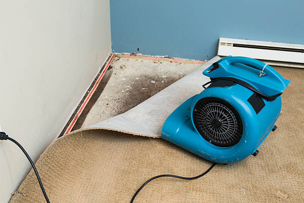 Best Mold removal after water damage  in Beardstown, IL